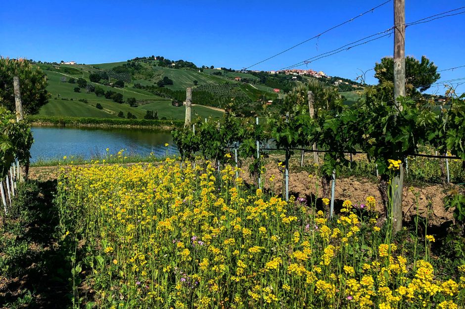 Cimarelli Vigneto inerbito