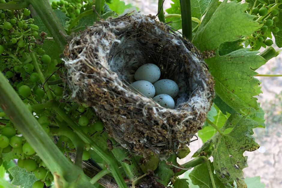 Nido Quaglia nel vigneto Cimarelli