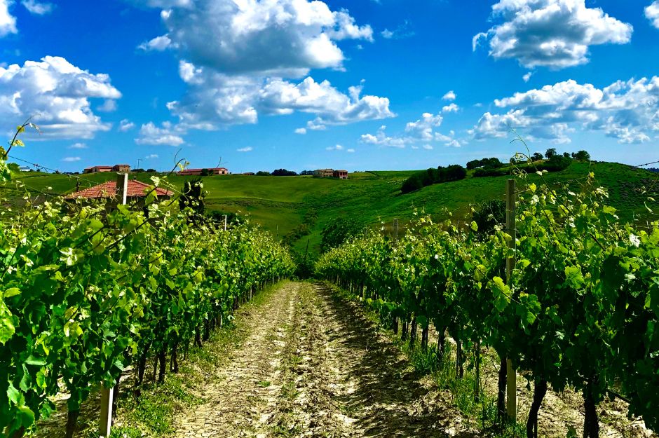 Cimarelli Vigneto