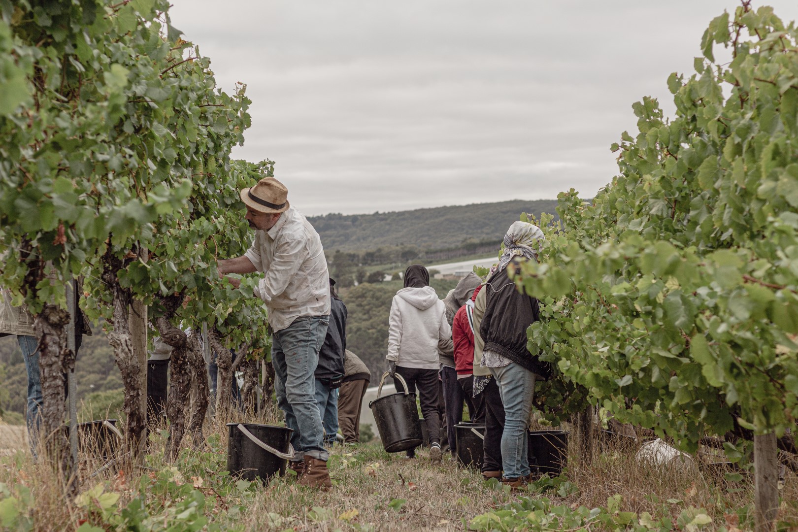 Vendemmia manuale