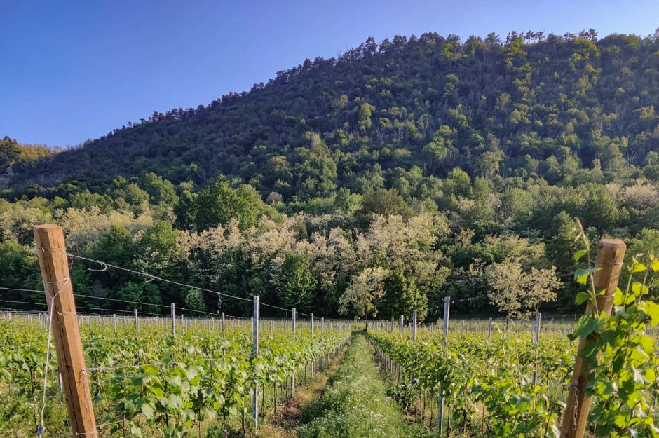 Raineri Franciacorta Vigneto Sebino