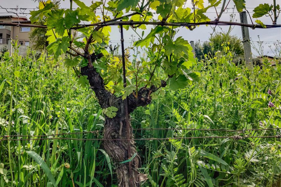 Raineri Franciacorta vecchie viti