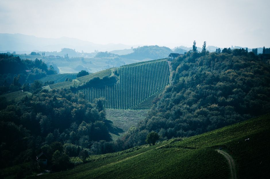 Il vigneto Ziregg