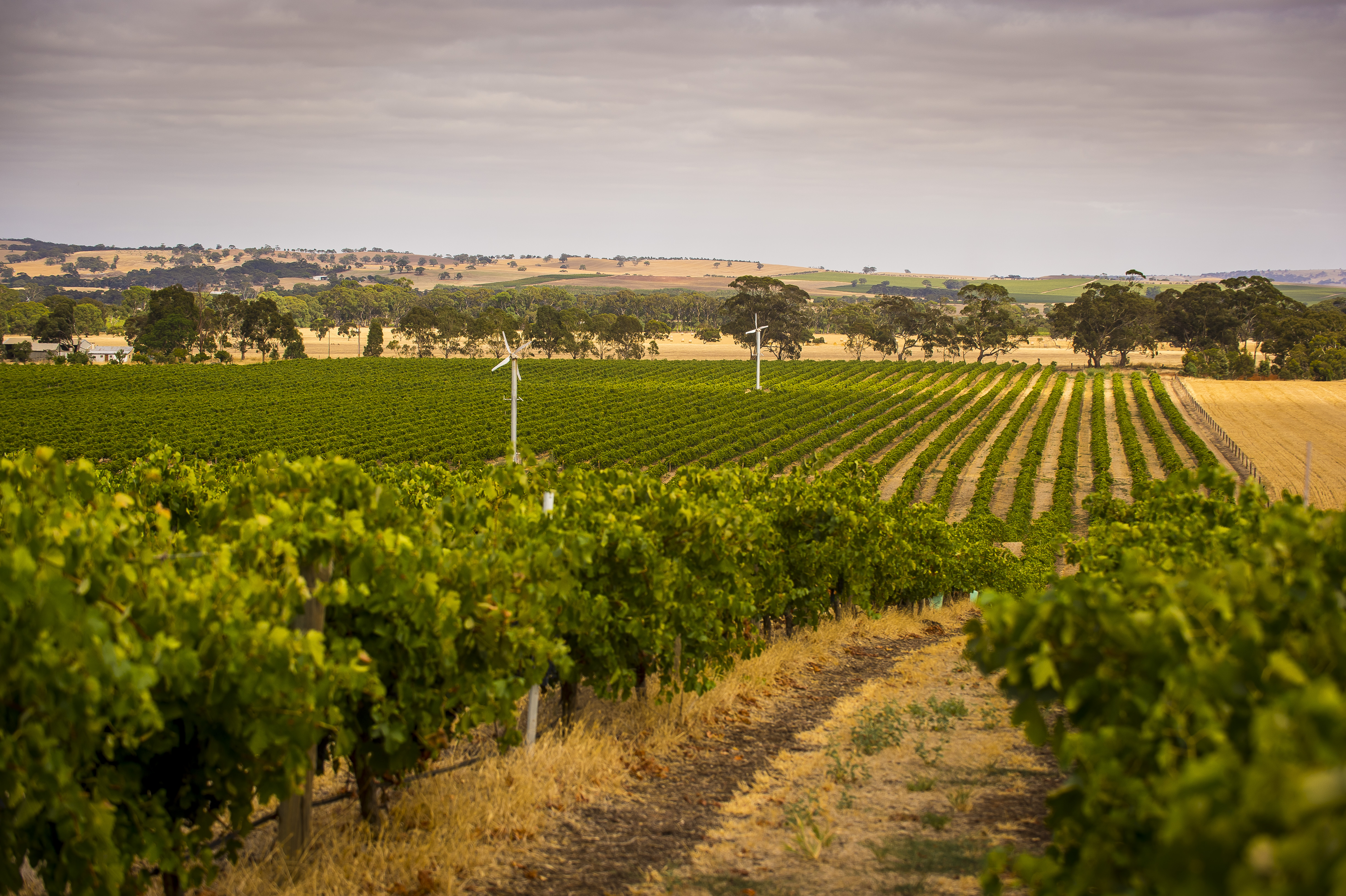Barossa valley